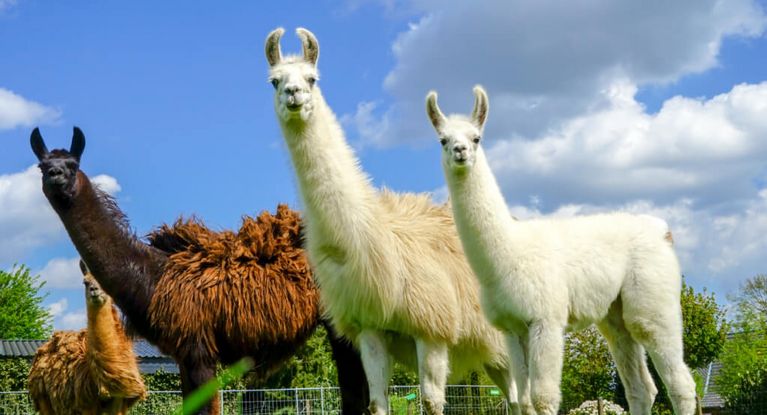 Drei Lamas grasen auf der Weide