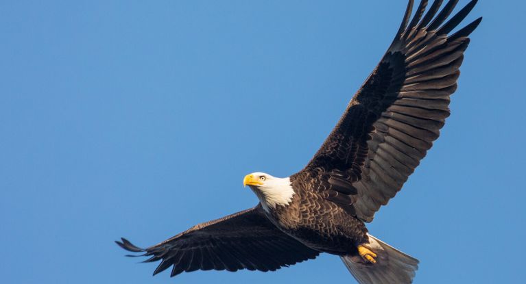 Weißkopfseeadler im Flug