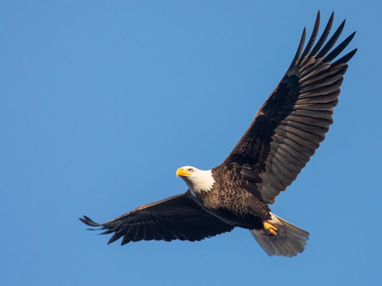 Weißkopfseeadler im Flug