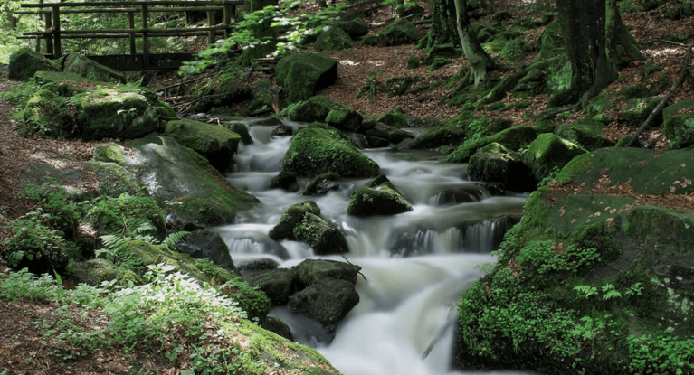 Bach fließt durch einen Wald
